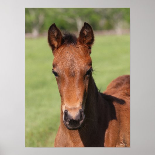 Bob Langrish | Quarter Horse Foal Headshot Poster (Voorkant)