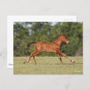 Bob Langrish   Quarter Horse Foal Runing Briefkaart