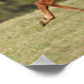 Bob Langrish | Quarter Horse Foal Runing Poster (Hoek)