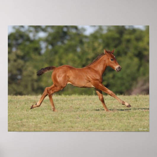 Bob Langrish | Quarter Horse Foal Runing Poster (Voorkant)