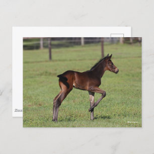Bob Langrish   Quarter Horse Foal Standing Leg Up Briefkaart
