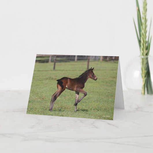 Bob Langrish | Quarter Horse Foal Standing Leg Up Kaart (Voorkant)