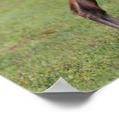 Bob Langrish | Quarter Horse Foal Standing Leg Up Poster (Hoek)