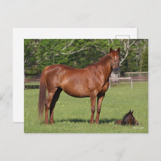 Bob Langrish Quarter Horse Mare and Foal Standing Briefkaart (Voorkant / Achterkant)