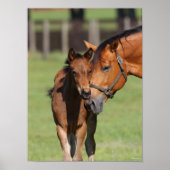 Bob Langrish Quarter Horse Mare en Foal Cuddling Poster (Voorkant)
