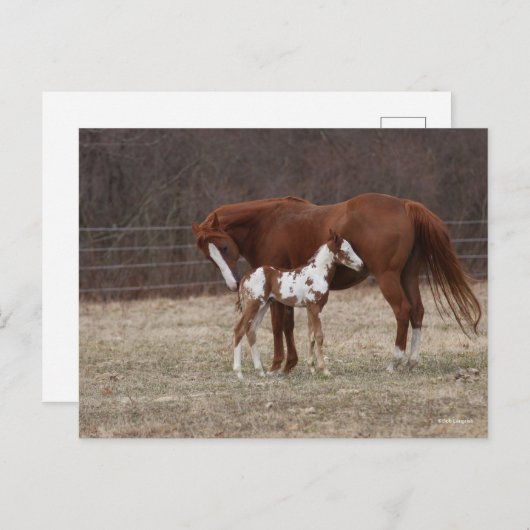 Bob Langrish | Quarter Horse Mare en Paint Foal Briefkaart (Voorkant / Achterkant)