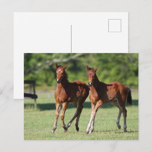 Bob Langrish | Quarter-paardenfokkerij Briefkaart (Voorkant / Achterkant)