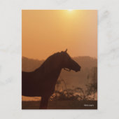 Bob Langrish | Rocky Mountain Horse Silhouette Briefkaart (Voorkant)