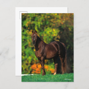 Bob Langrish Rocky Mountain Horse Standing Autumn Briefkaart