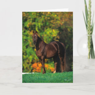 Bob Langrish Rocky Mountain Horse Standing Autumn Kaart