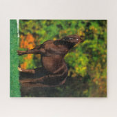 Bob Langrish Rocky Mountain Horse Standing Autumn Legpuzzel (Horizontaal)