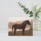 Bob Langrish Rocky Mountain Horse Standing Backlit Briefkaart (Staand voorkant)