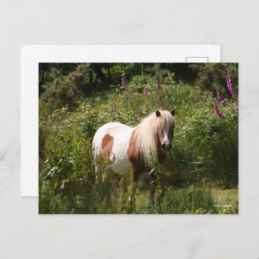 Bob Langrish | Shetland Pony in bloemen Briefkaart (Voorkant / Achterkant)