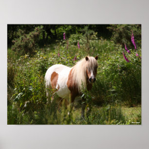 Bob Langrish Shetland Pony in bloemen Poster