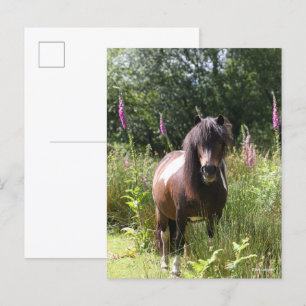 Bob Langrish Shetland Pony met bloemen Briefkaart