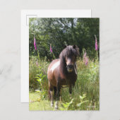 Bob Langrish | Shetland Pony met bloemen Briefkaart (Voorkant / Achterkant)