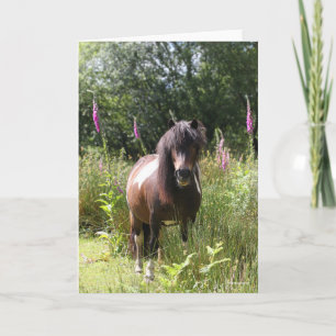 Bob Langrish   Shetland Pony met bloemen Kaart