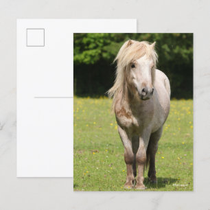 Bob Langrish Shetland Pony Permanent Briefkaart