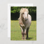 Bob Langrish | Shetland Pony Permanent Briefkaart (Voorkant / Achterkant)