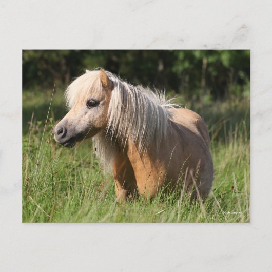 Bob Langrish Shetland Pony Permanent in Long Grass Briefkaart (Voorkant)