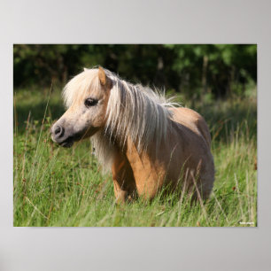 Bob Langrish Shetland Pony Permanent in Long Grass Poster