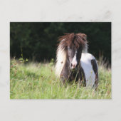 Bob Langrish | Shetland Stallion in Grass Briefkaart (Voorkant)