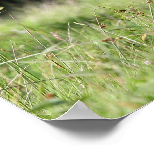 Bob Langrish | Shetland Stallion in Grass Poster (Hoek)