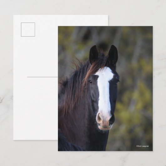 Bob Langrish | Shire Horse Headshot Briefkaart (Voorkant / Achterkant)