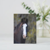 Bob Langrish | Shire Horse Headshot Briefkaart (Staand voorkant)