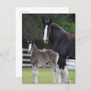Bob Langrish   Shire Horse Mare and Foal Standing Briefkaart