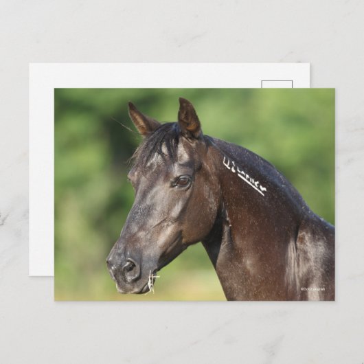 Bob Langrish | Spaans Mustang Mare Headshot Briefkaart (Voorkant / Achterkant)