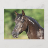 Bob Langrish | Spaans Mustang Mare Headshot Briefkaart (Voorkant)