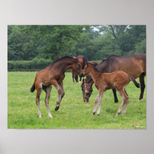 Bob Langrish Sport Horse Foals Paling Poster