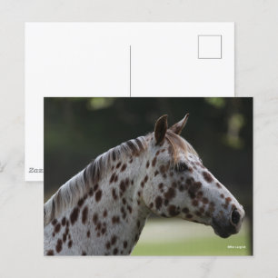 Bob Langrish Spotty Appaloosa Headshot Briefkaart