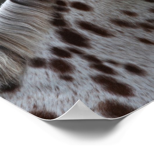 Bob Langrish | Spotty Appaloosa Headshot Poster (Hoek)