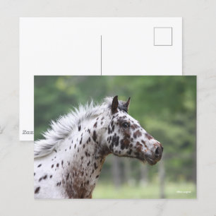 Bob Langrish Spotty Knapstrupper Headshot Briefkaart