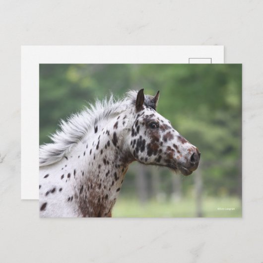 Bob Langrish | Spotty Knapstrupper Headshot Briefkaart (Voorkant / Achterkant)