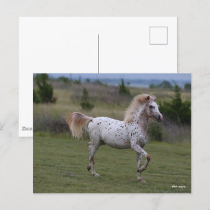 Bob Langrish Spotty Pony of America Briefkaart