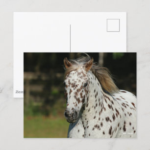 Bob Langrish Spotty Pony of America Headshot Briefkaart