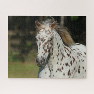 Bob Langrish Spotty Pony of America Headshot Legpuzzel