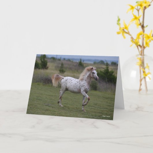 Bob Langrish | Spotty Pony of America Kaart (Gele Bloem)