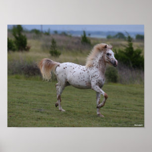 Bob Langrish Spotty Pony of America Poster