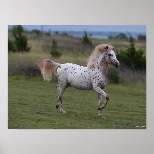 Bob Langrish | Spotty Pony of America Poster (Voorkant)