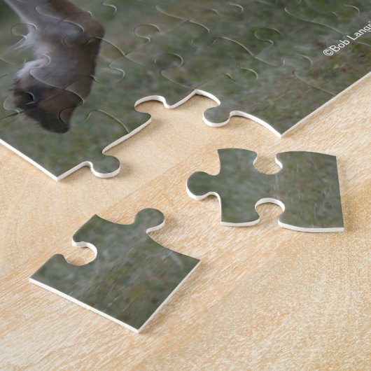 Bob Langrish | Spotty Pony of America Runing Legpuzzel (Zijkant)