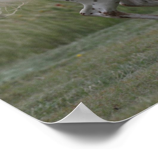 Bob Langrish | Spotty Pony of America Runing Poster (Hoek)