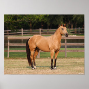 Bob Langrish Steek kwartelpaard Poster