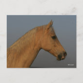 Bob Langrish | Tennessee Walker Misty Headshot Briefkaart (Voorkant)