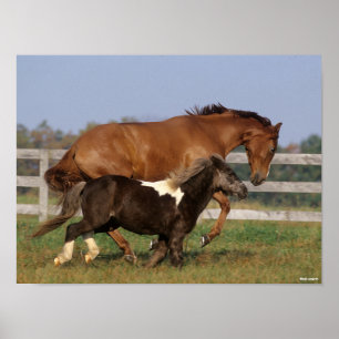 Bob Langrish Thoroughbred en Shetland Pony Poster