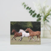 Bob Langrish | Three Arab Horses Running Together Briefkaart (Staand voorkant)