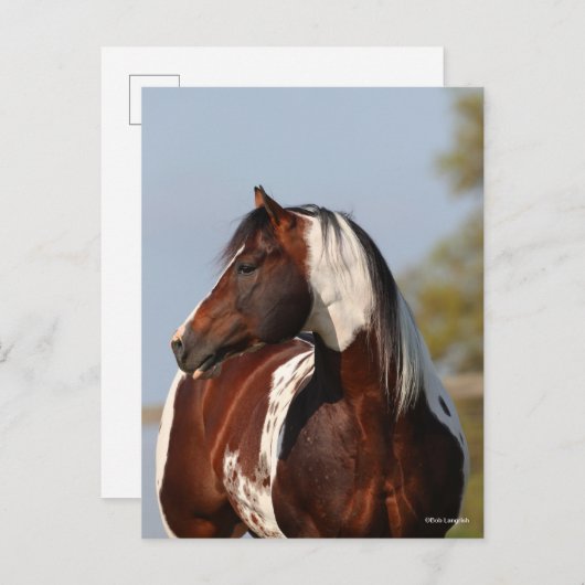 Bob Langrish Tobiano Paint Horse Stallion headshot Briefkaart (Voorkant / Achterkant)